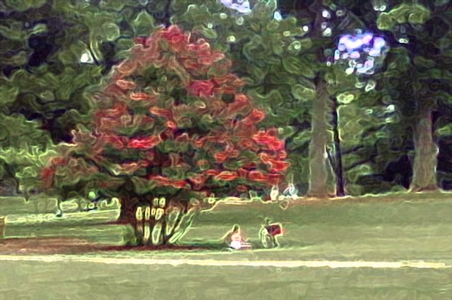 An image of a flowering crepe myrtle tree with a young woman reading a book sitting on the ground beside it. A bicycle with a red basket is positioned next to the woman. The photograph has been passed through a filter that substantially distorts the image and stylizes the edges.